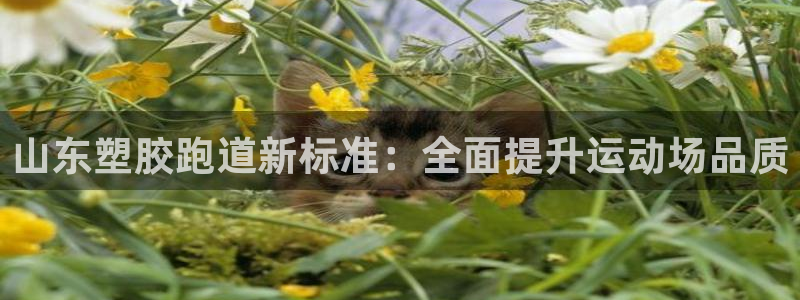 kb88凯时唯一官网注册：山东塑胶跑道新标准：全面提