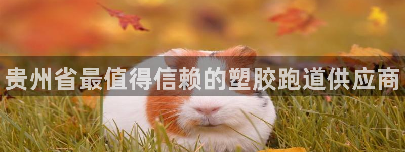 尊龙长相评价：贵州省最值得信赖的塑胶跑道供应商